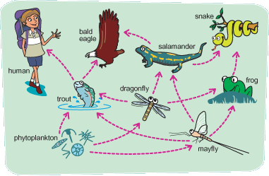 Diagram showing the food chain.