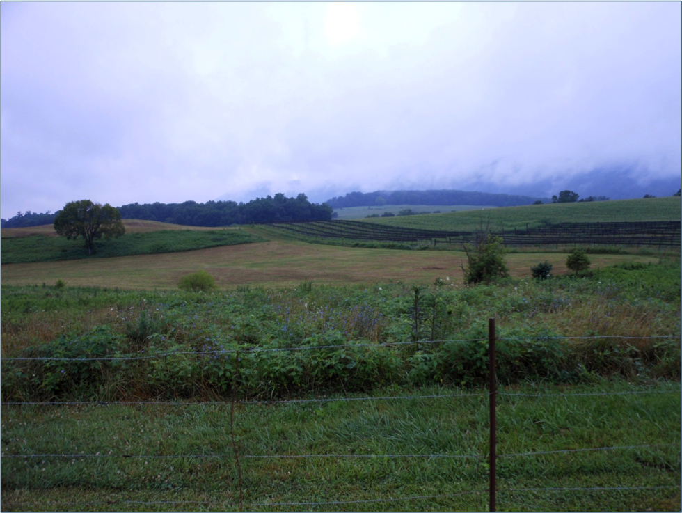 Scenic view from Speedwell, TN (SPD111)