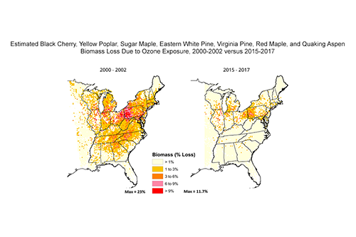 Estimated Black Cherry, Yellow Poplar, Sugar Maple, Eastern White Pine, Virginia Pine, Red Maple, and Quaking Aspen Biomass Loss Due to Ozone Exposure, 2000–2002 versus 2015–2017