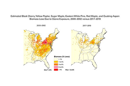 Estimated Black Cherry, Yellow Poplar, Sugar Maple, Eastern White Pine, Virginia Pine, Red Maple, and Quaking Aspen Biomass Loss Due to Ozone Exposure, 2000–2002 versus 2016–2018