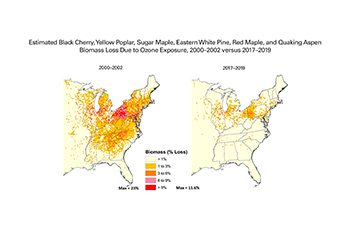 Estimated Black Cherry, Yellow Poplar, Sugar Maple, Eastern White Pine, Virginia Pine, Red Maple, and Quaking Aspen Biomass Loss Due to Ozone Exposure, 2000–2002 versus 2017–2019