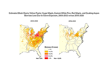 Estimated Black Cherry, Yellow Poplar, Sugar Maple, Eastern White Pine, Virginia Pine, Red Maple, and Quaking Aspen Biomass Loss Due to Ozone Exposure, 2000–2002 versus 2018–2020