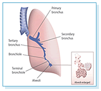 Click to enlarge: Lung