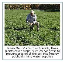 Photo with caption: Mario Marini's farm in Ipswich, Mass plants cover crops, such as rye grass to prevent erosion of the soil into nearby public drinking water supplies