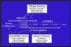 Schematic diagram depicting factors involved in induction and exacerbation of asthma.